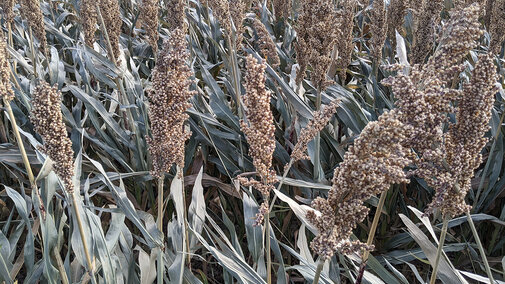 Frost damaged sorghum