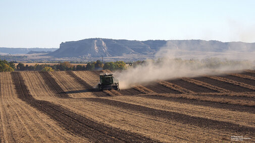 Dry bean harvest