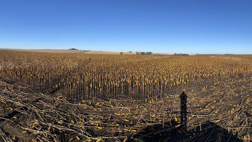 Fire damaged corn field