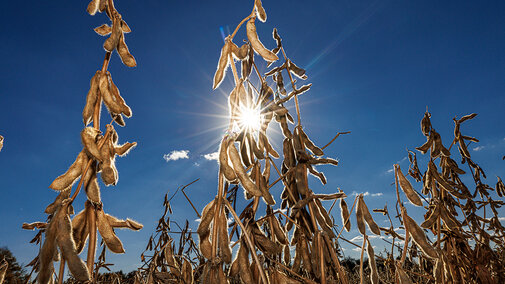 Soybean field