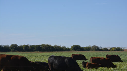 Cattle grazing cover crops