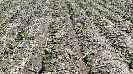 Damaged cornfield with broken stalks scattered across dry soil.