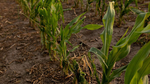 Corn field