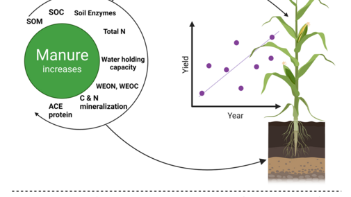 Corn yield diagram