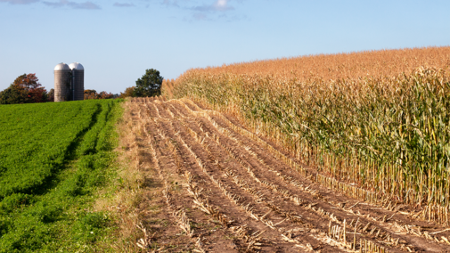 Alfalfa and corn fields