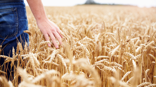 Farmer in wheat field