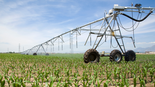 Irrigation system in corn