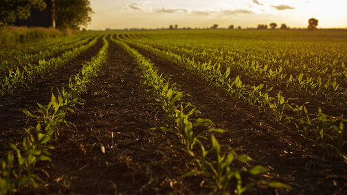 Crop field