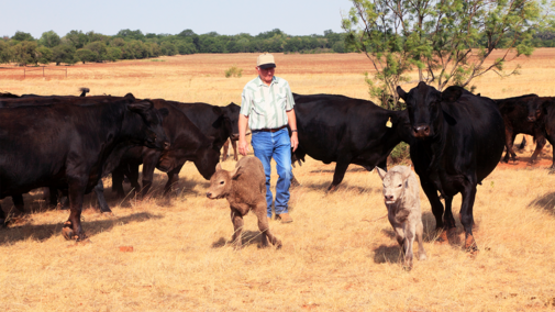 Cattle in drought