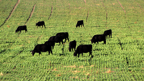 Cattle grazing