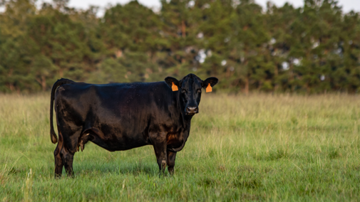 Cattle in pasture