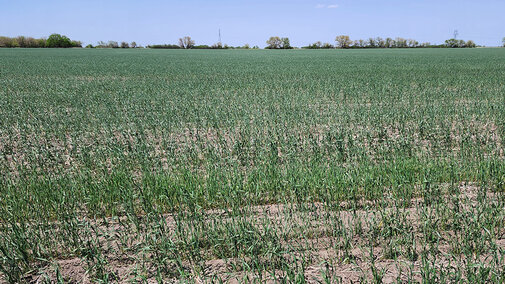 Wheat field in southeast Nebraska