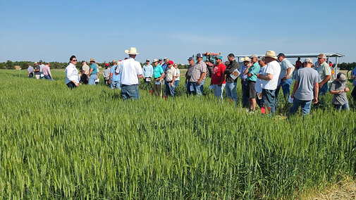 Wheat variety tour attendees in field