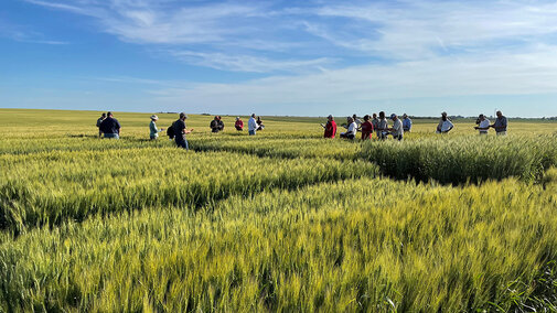 Field day participants in wheat field