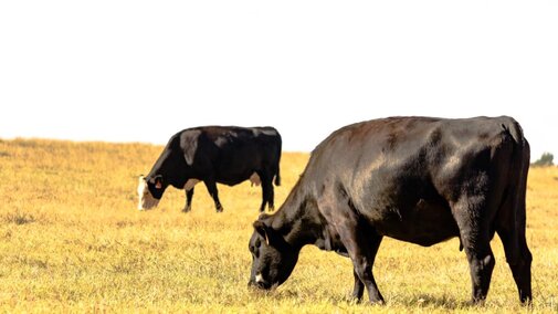 Cattle in pasture