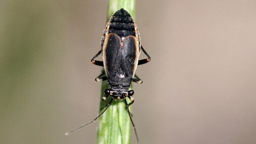 Black grass bug