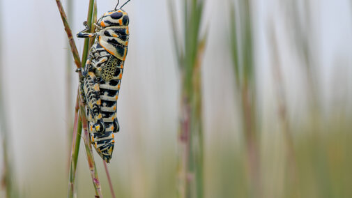 Grasshopper in field