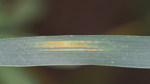 Stripe rust