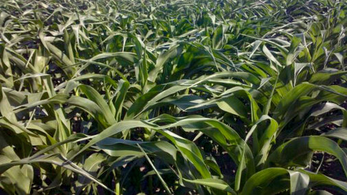Drought corn