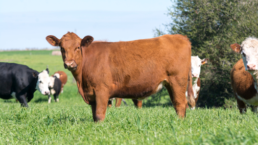 Cattle grazing