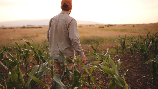 Farmer in field 