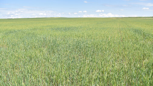 Wheat streak mosaic in field