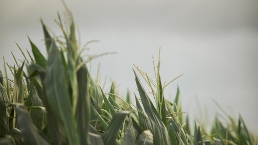 Corn field