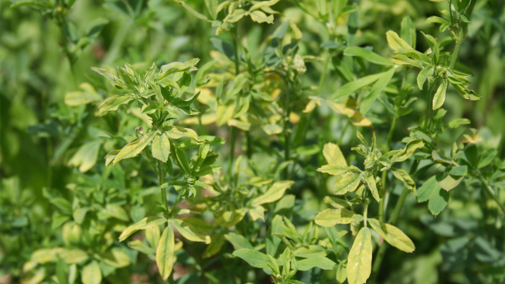 Drought-stressed alfalfa field