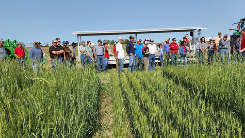 Field day participants in wheat field