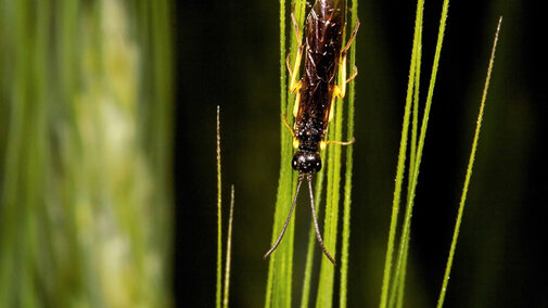 Wheat stem sawfly