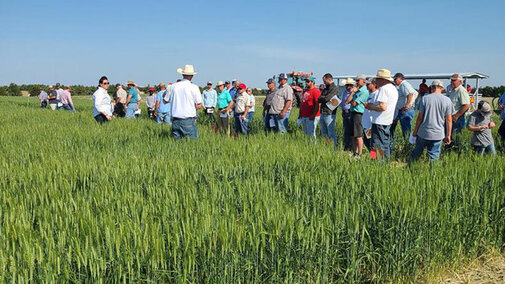 Farmers in field