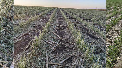 Hail-damaged soybean fields