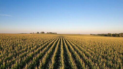 Corn field