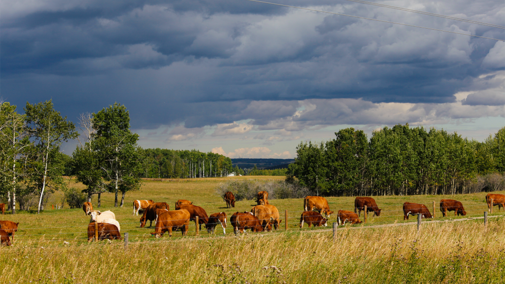 Cattle in pasture during storm