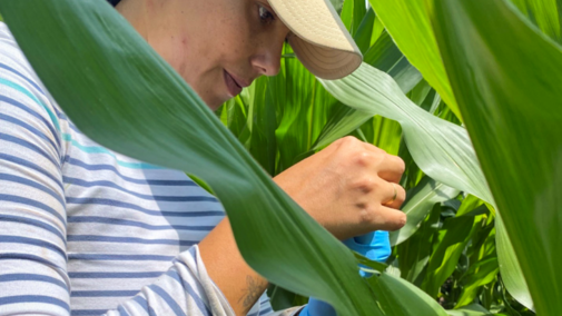 Farmer inspects corn field