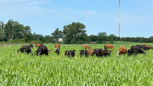 Cattle in pasture