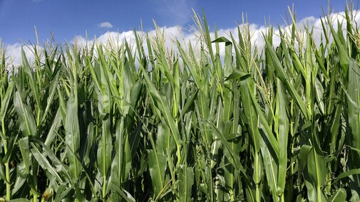 Corn field