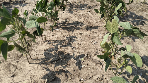 Drought-stressed soybean field