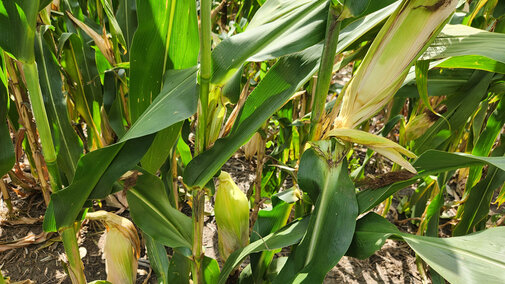 Drooping corn ears