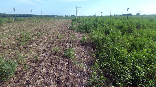 Cover crop field