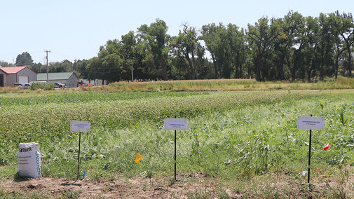 Cover crop field at WCREEC