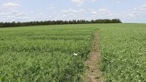 Spring pea field