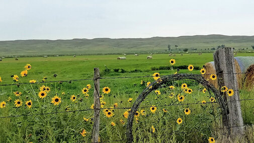 Field with sunflowers