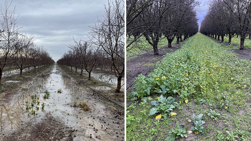 Orchard with mustard cover crop