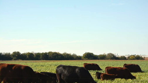 Cattle grazing pasture