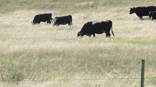 Cattle grazing pasture