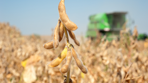 Combine harvesting soybean field