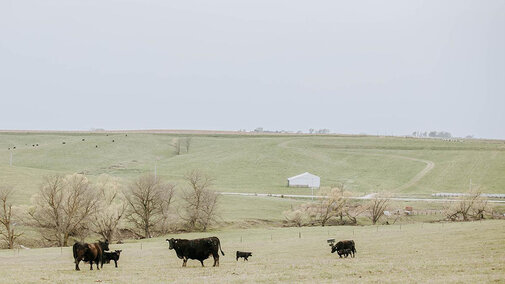 Cattle in pasture