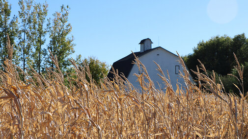 Wheat field and barn