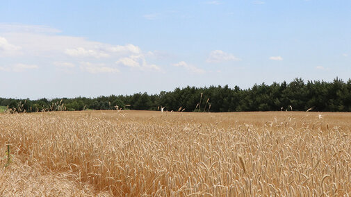 Millet field